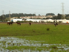 horse pasture